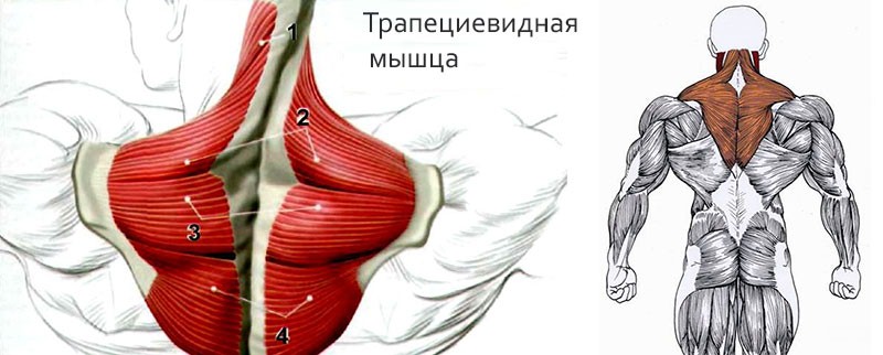Трапециевидная мышца
